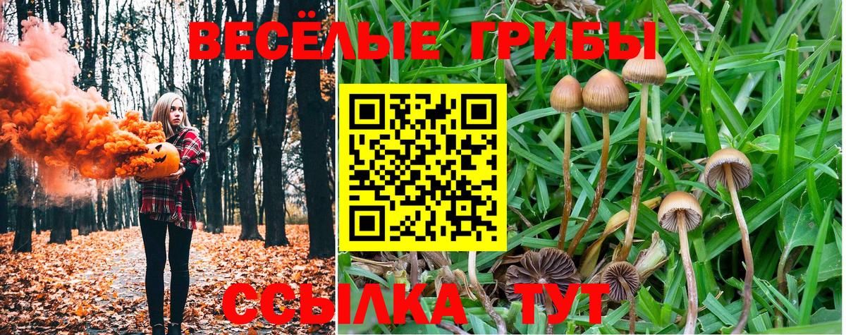 купить наркотики сайты  Вход с VPN  Камышин  Галлюциногенные грибы Psilocybine cubensis 